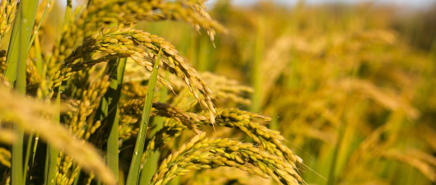 5197官网|中国有限公司-Baidu百科NO.1